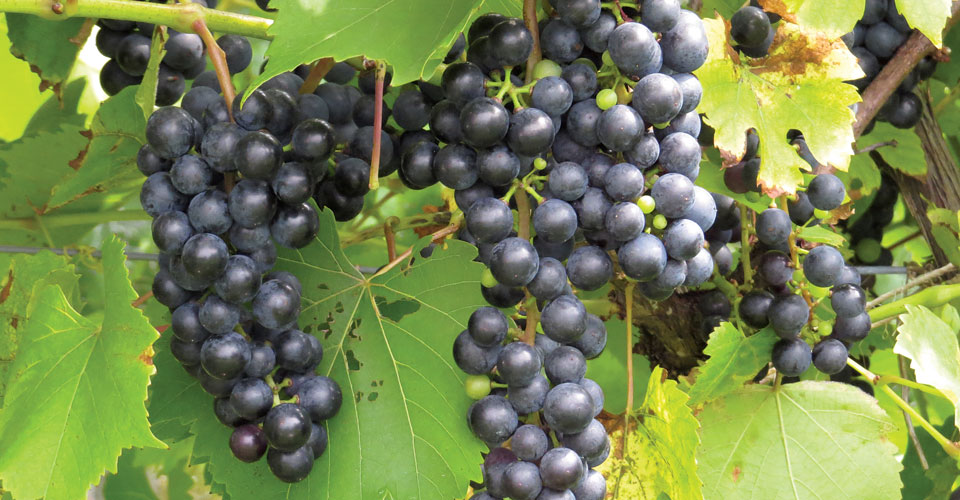 Bunches of Baco Noir grape hanging on the vine