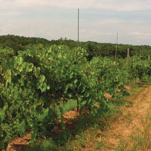 vineyard of Frontnac grapes at Brookview Station Winery