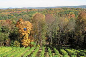 View of the vineyards at Clearview Vineyard, with fall foliage.