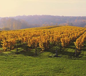 fall foliage view of cabernet franc vineyard at Millbrook Vineyards & Winery