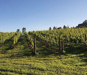 view of vineyards at Nostrano Vineyards