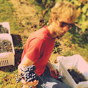 view of Kristop Brown, holding cabernet franc grapes, at Robibero Winery