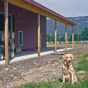 Photo of building and dog at Whitecliff Vineyard.