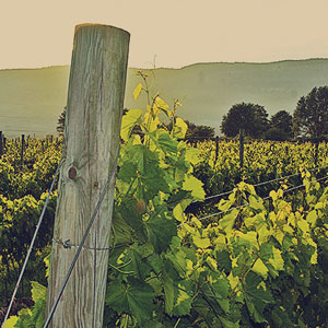 view of vineyard with end post, at Whitecliff Vineyards