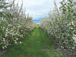 view of apple orchards at Harvest Spirits.