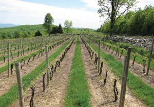 photo of vineyards at Glorie Farm Winery