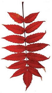 silhouette photo of red sumac leaf