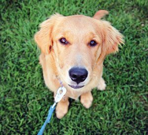 close up photo of cute dog on leash, on the grass.