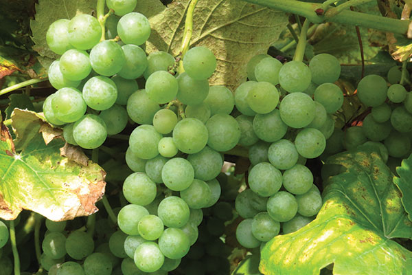 closeup of bunch of Empire green grapes