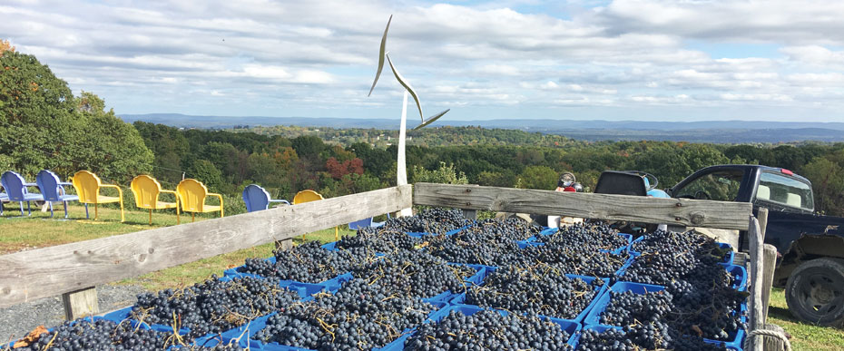 Photo of wagon with crates of red grapes, against the scenic view at Glorie Farm Winery.