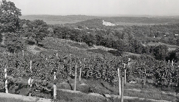 black and white vintage view of vinyards