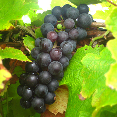 closeup of bunch of Noiret red grapes