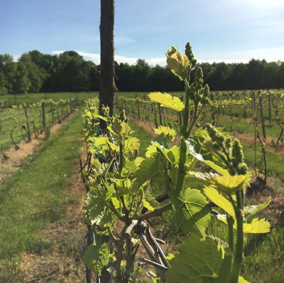 closeup of budding Seyval grape vines with rows of grapes in the background