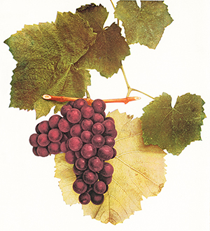 vintage color illustration of Walter grape bunch and leaves