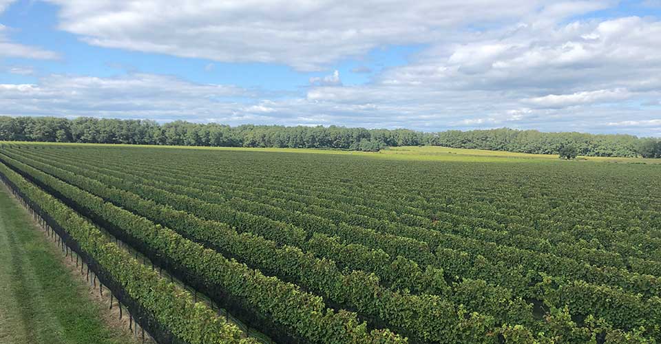 vineyard view with blue cloud sky