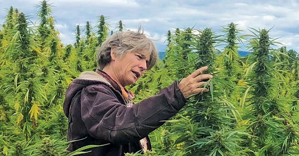 Amy Hepworth with marijuana plants at Hepworth Farms in Milton, NY.