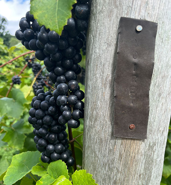 noiret grapes next to wooden post in the vineyard