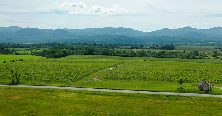 drone image of vineyard
